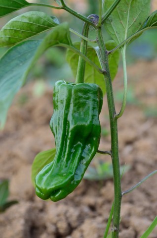 DSC_0641.jpg
