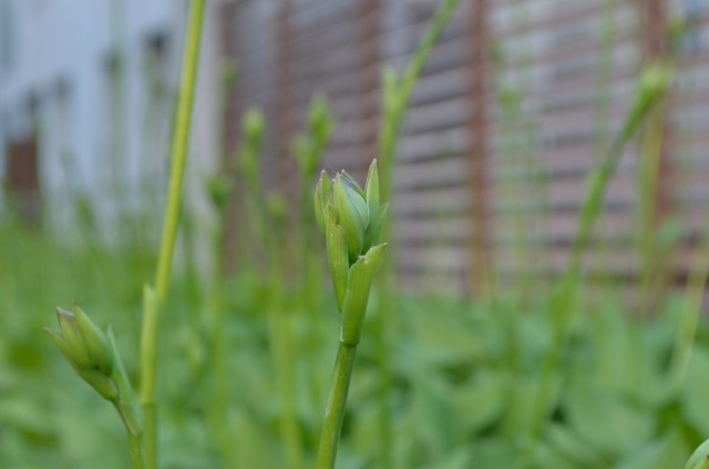 DSC_0728.jpg