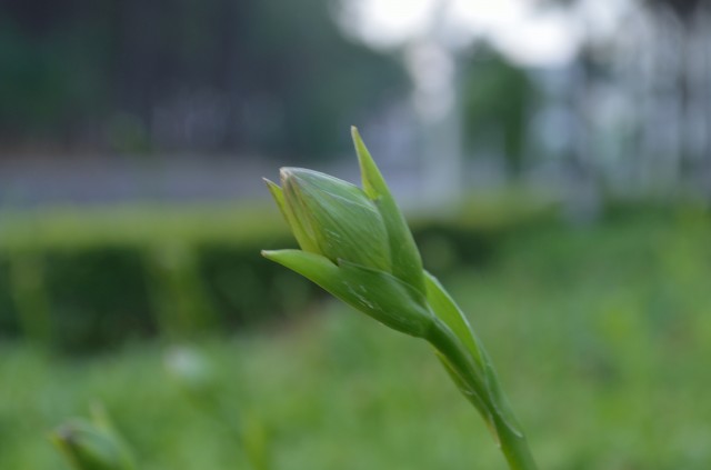 DSC_0729.jpg