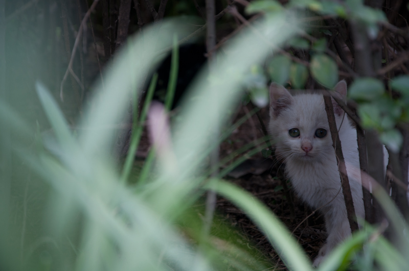 DSC_2948.jpg