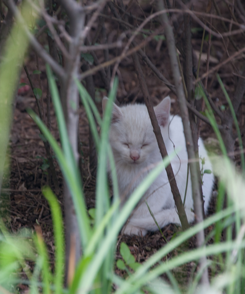 DSC_2949.jpg