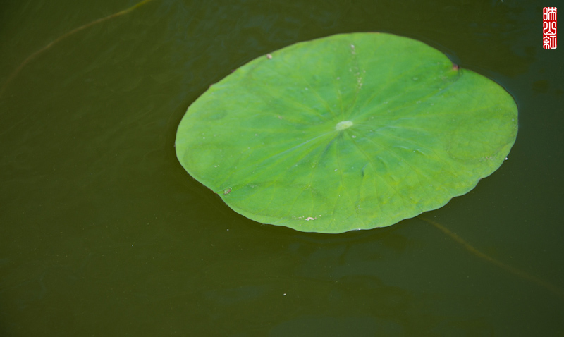 DSC_2922.jpg