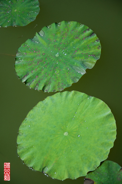 DSC_2916.jpg