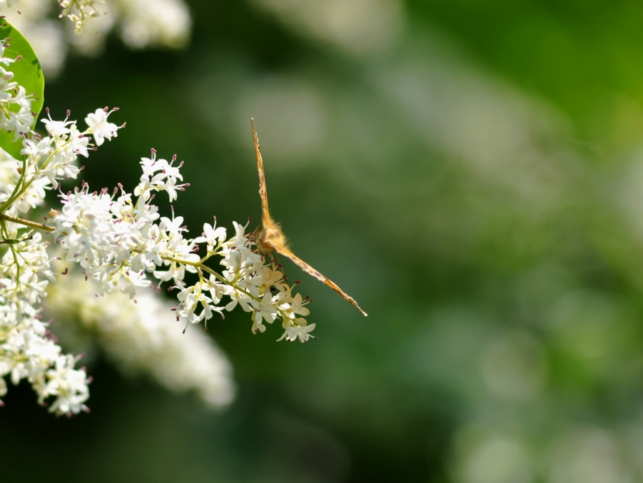 DSC_0085.JPG