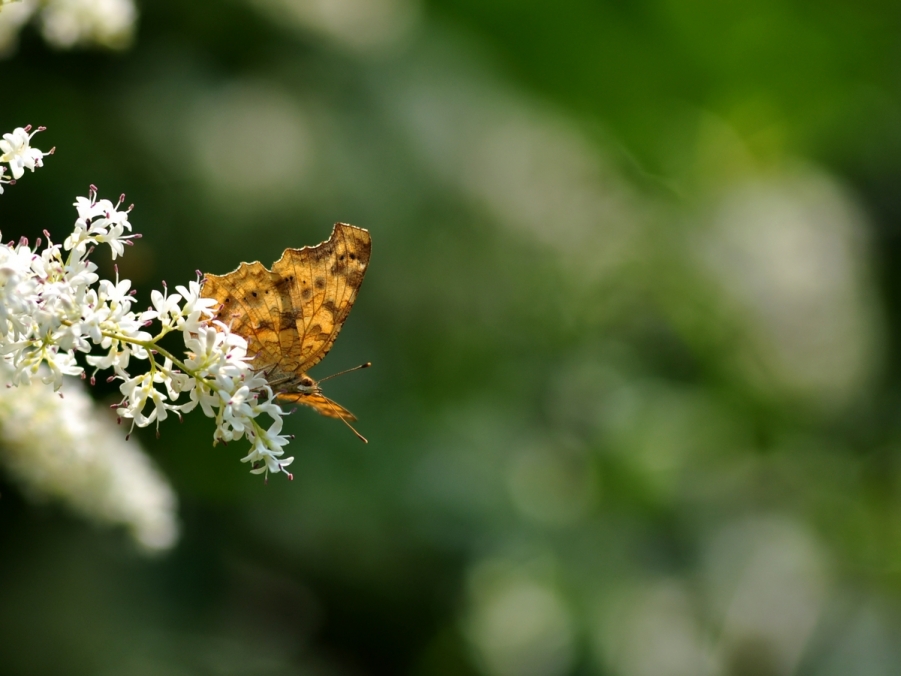 DSC_0093.JPG