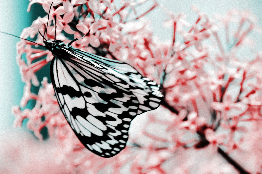 孤芳自赏.JPG