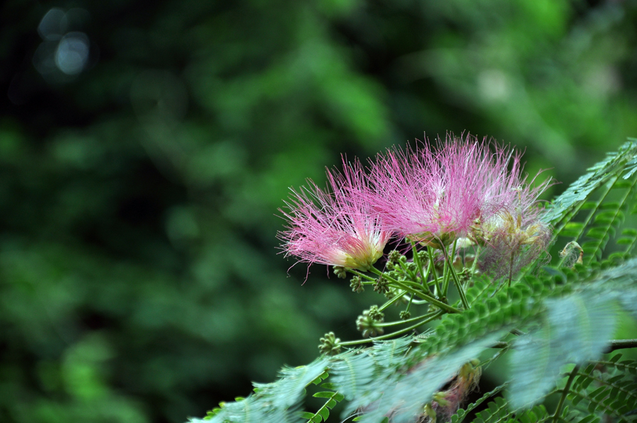 DSC_0256.JPG