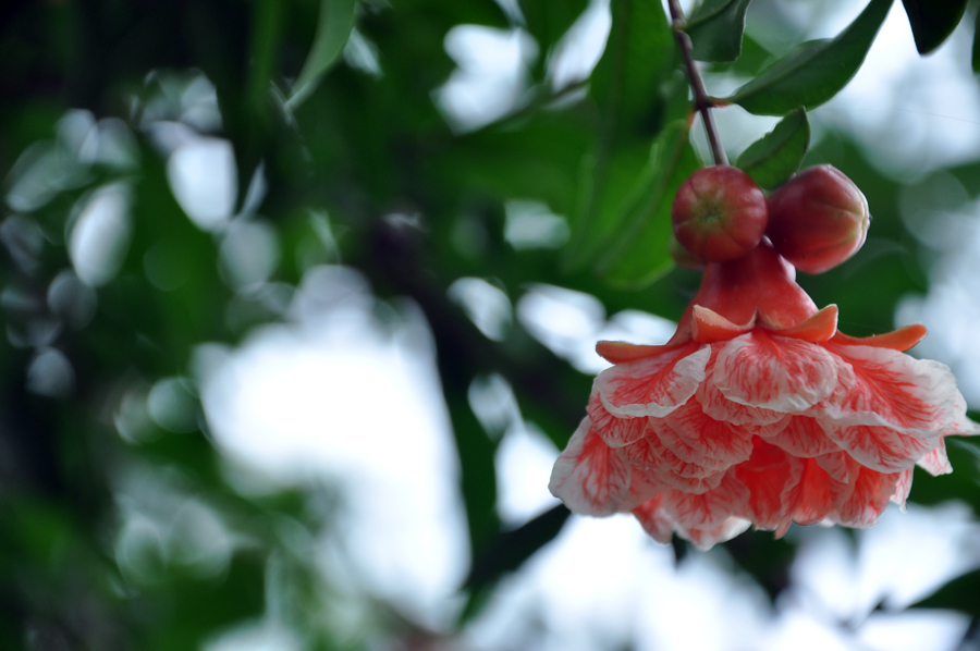 DSC_0260.JPG