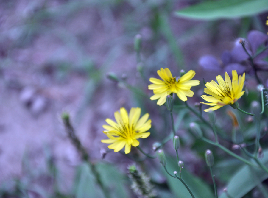 DSC_0249.JPG