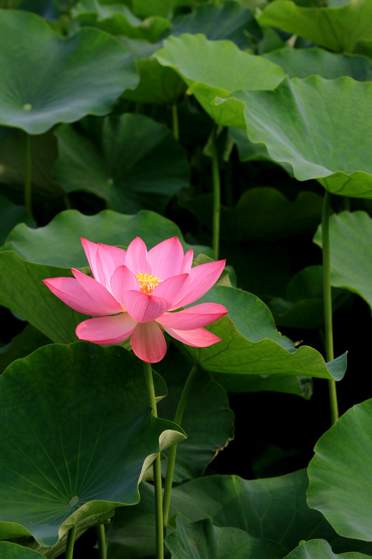 荷花 086.jpg