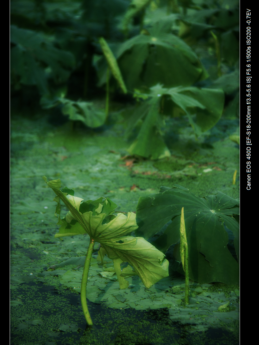 IMG_7603.jpg