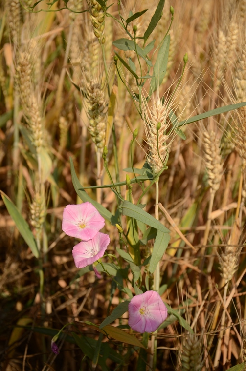 DSC_9450.jpg