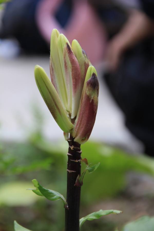 DPP_011869.JPG