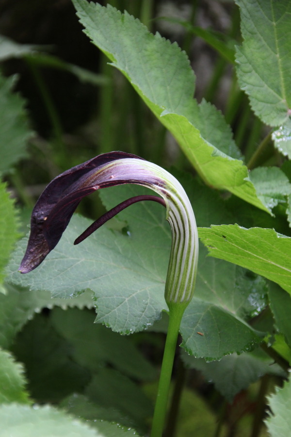 DPP_011790.JPG