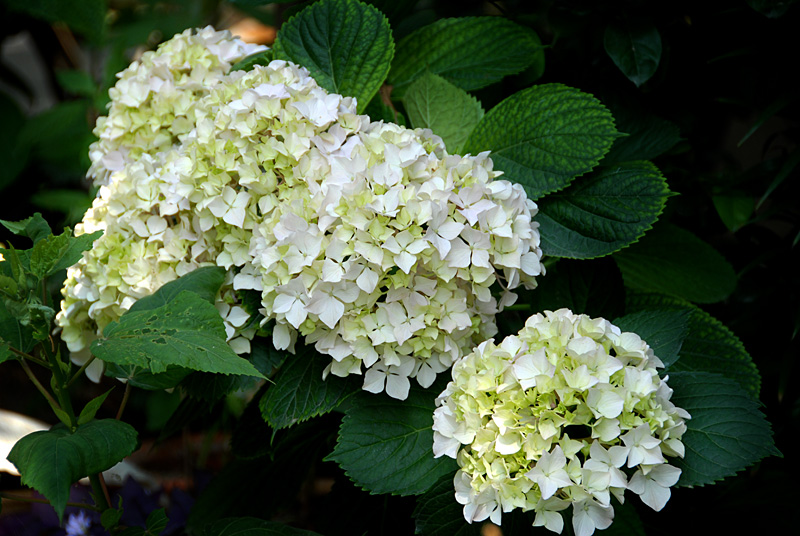 花卉 (6).jpg