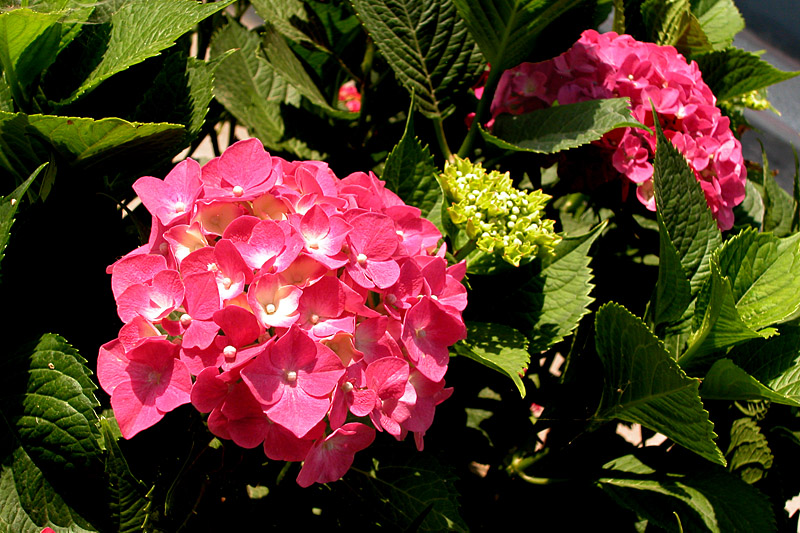 花卉 (5).jpg