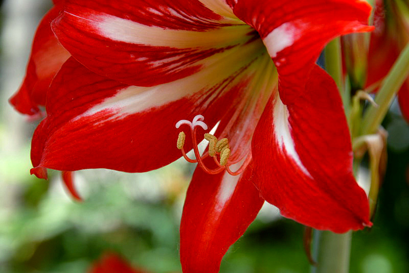 花卉 (15).JPG