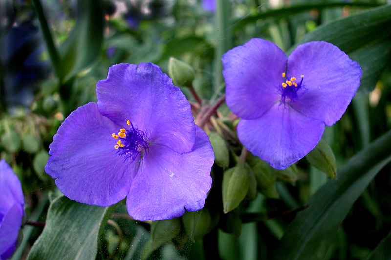 花卉 (14).jpg