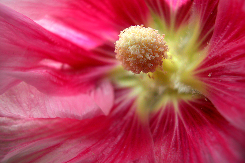 花卉.jpg