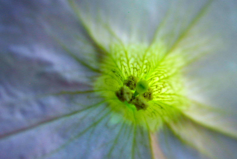 花卉 (8).jpg