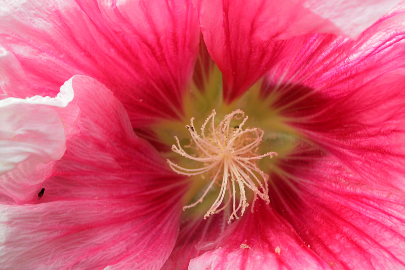 花卉 (12).jpg