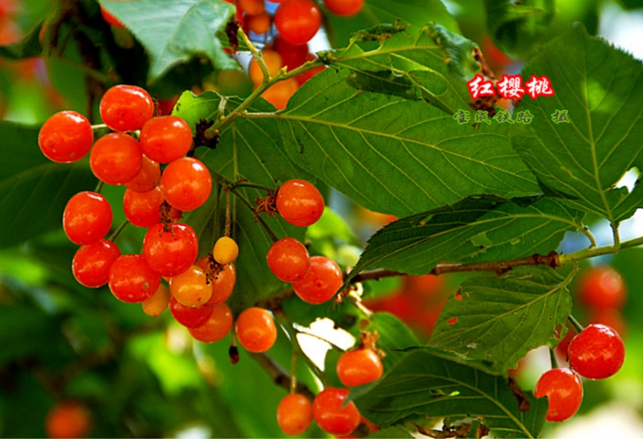 樱桃 (7).jpg