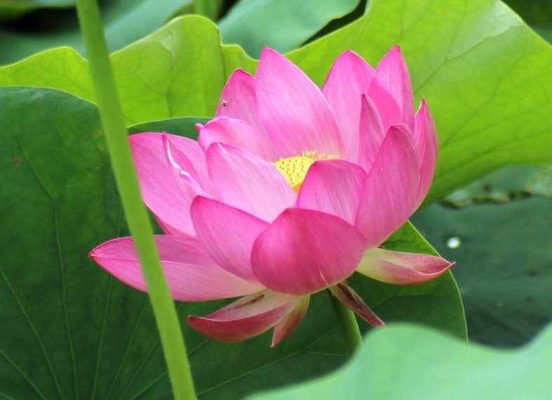 荷花1.jpg