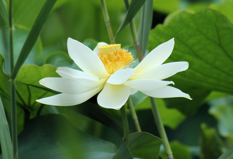 荷花6.jpg