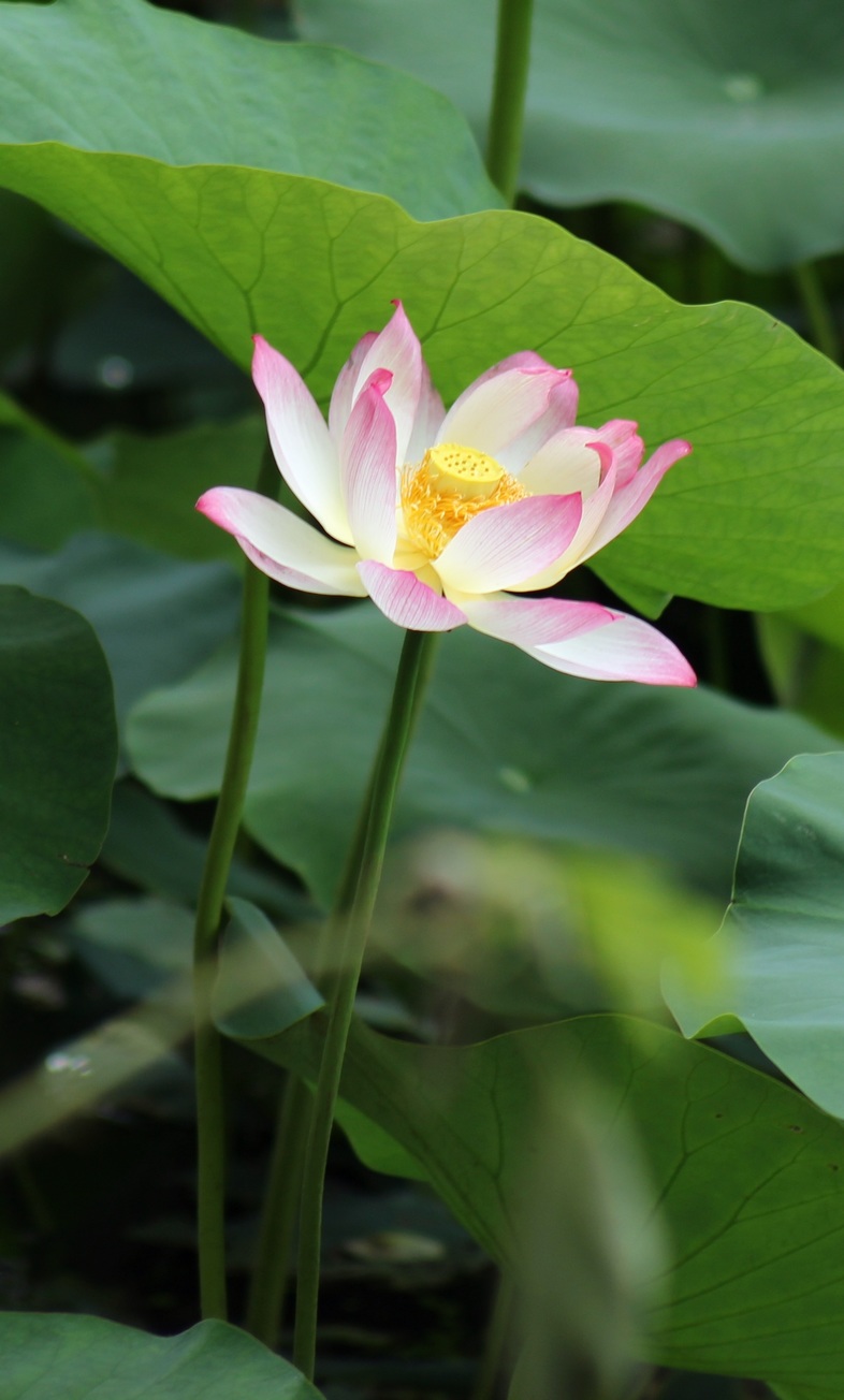 荷花7.jpg