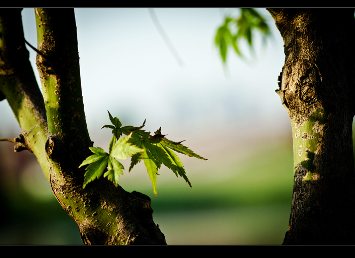 _MG_1815.jpg