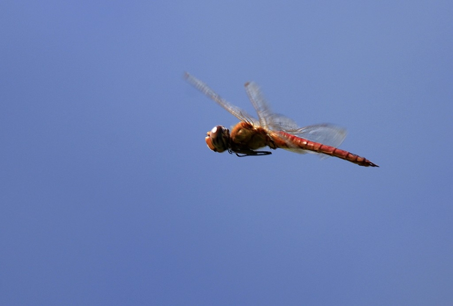 蜓蜓 440A.jpg