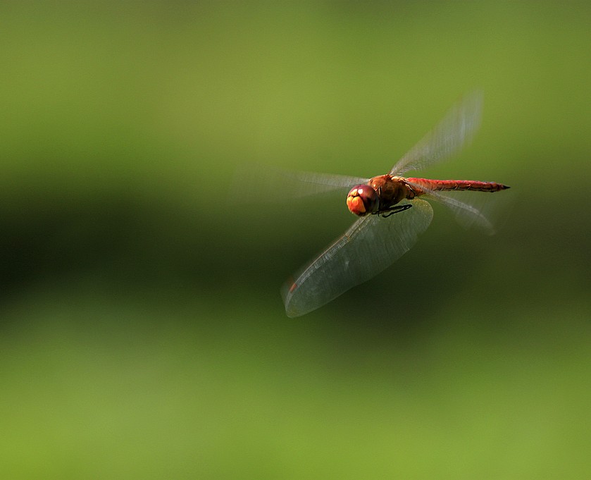 蜓蜓 319A.jpg