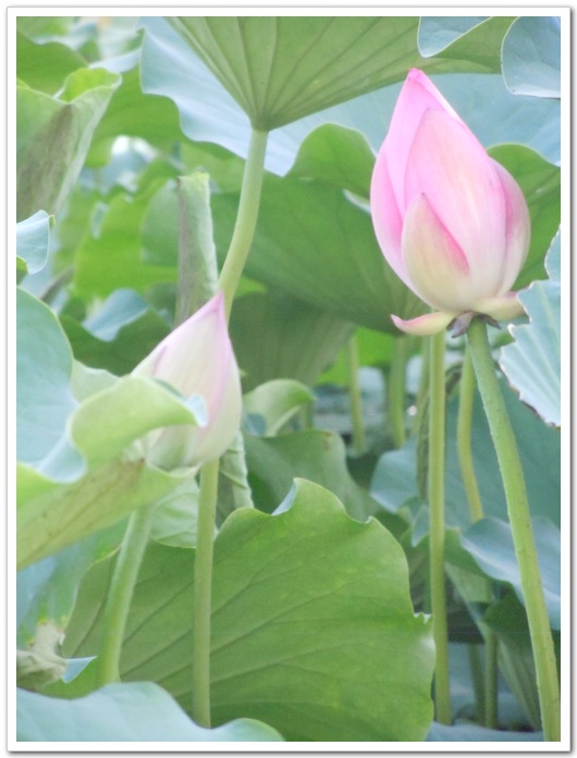 照片 062.jpg