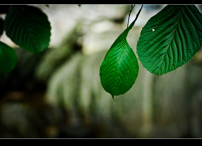 _MG_3575.jpg