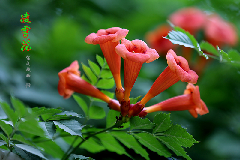 凌霄花.jpg