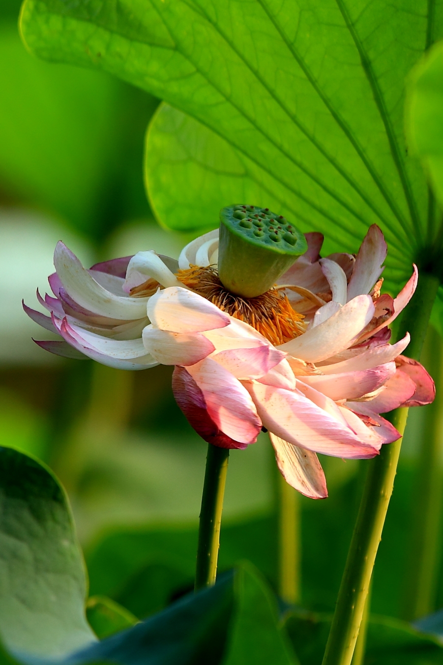 small_IMG_5851.JPG