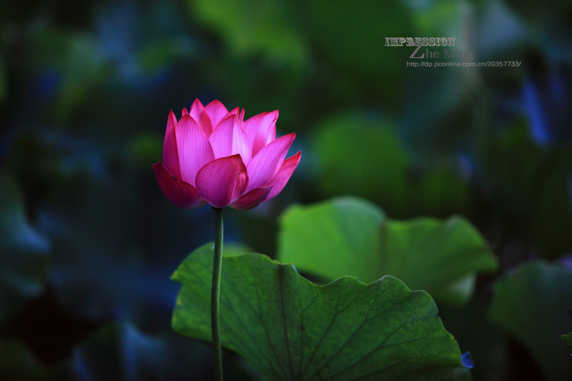 荷花2.jpg
