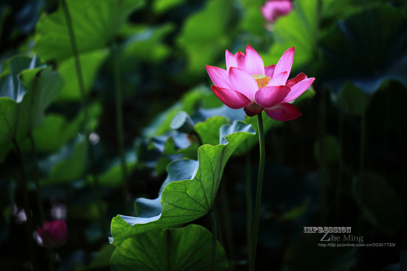 荷花28.jpg