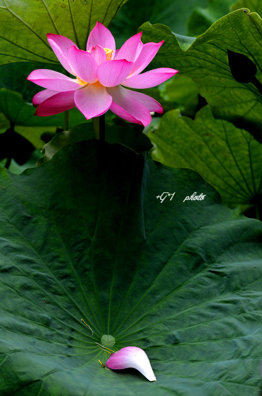 DSC_1386.jpg