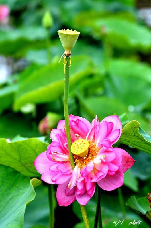 DSC_1430.jpg