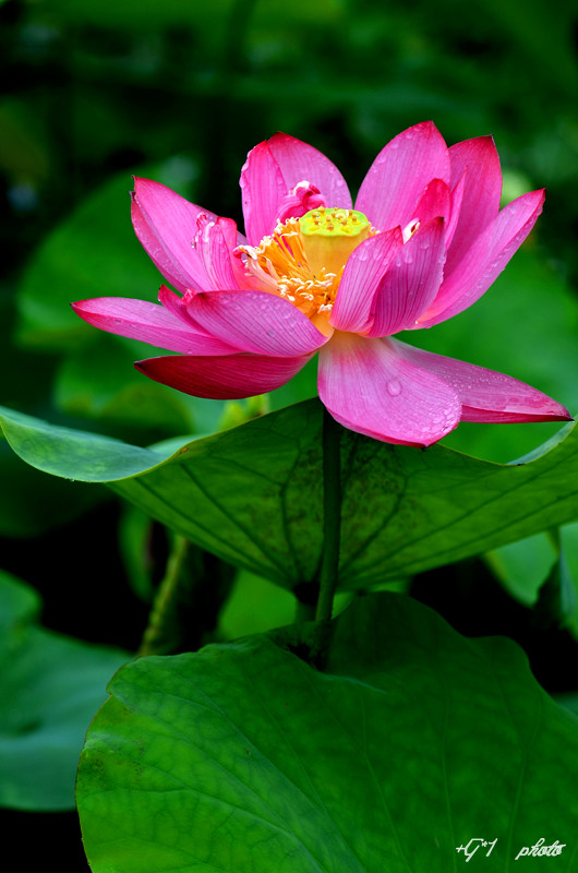 DSC_1449.jpg