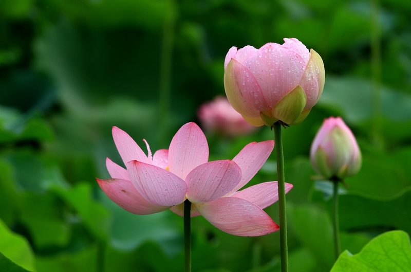 荷花hh 011.jpg