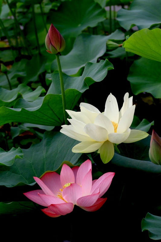 荷花hh 081.jpg