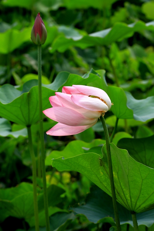 荷花hh 097.jpg