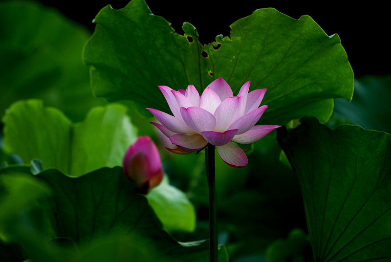 丰庆公园拍荷花. (3).jpg