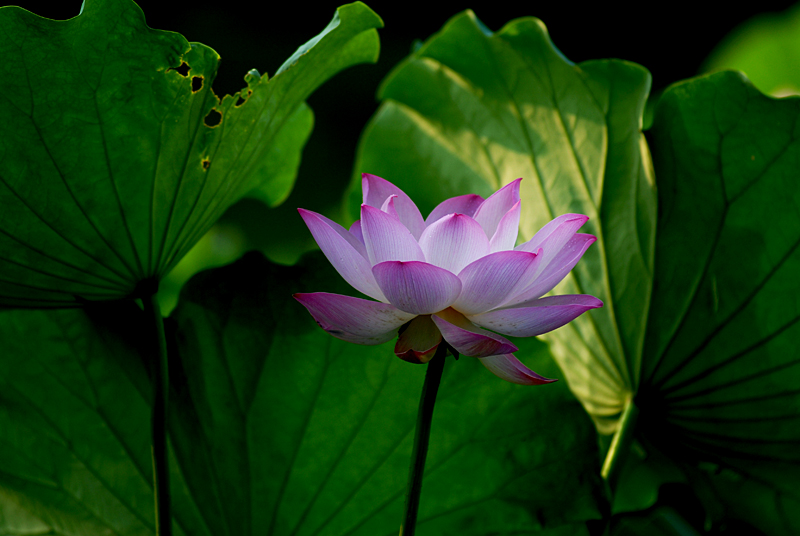 丰庆公园拍荷花. (10).jpg