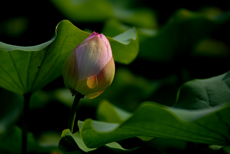 丰庆公园拍荷花. (18).jpg
