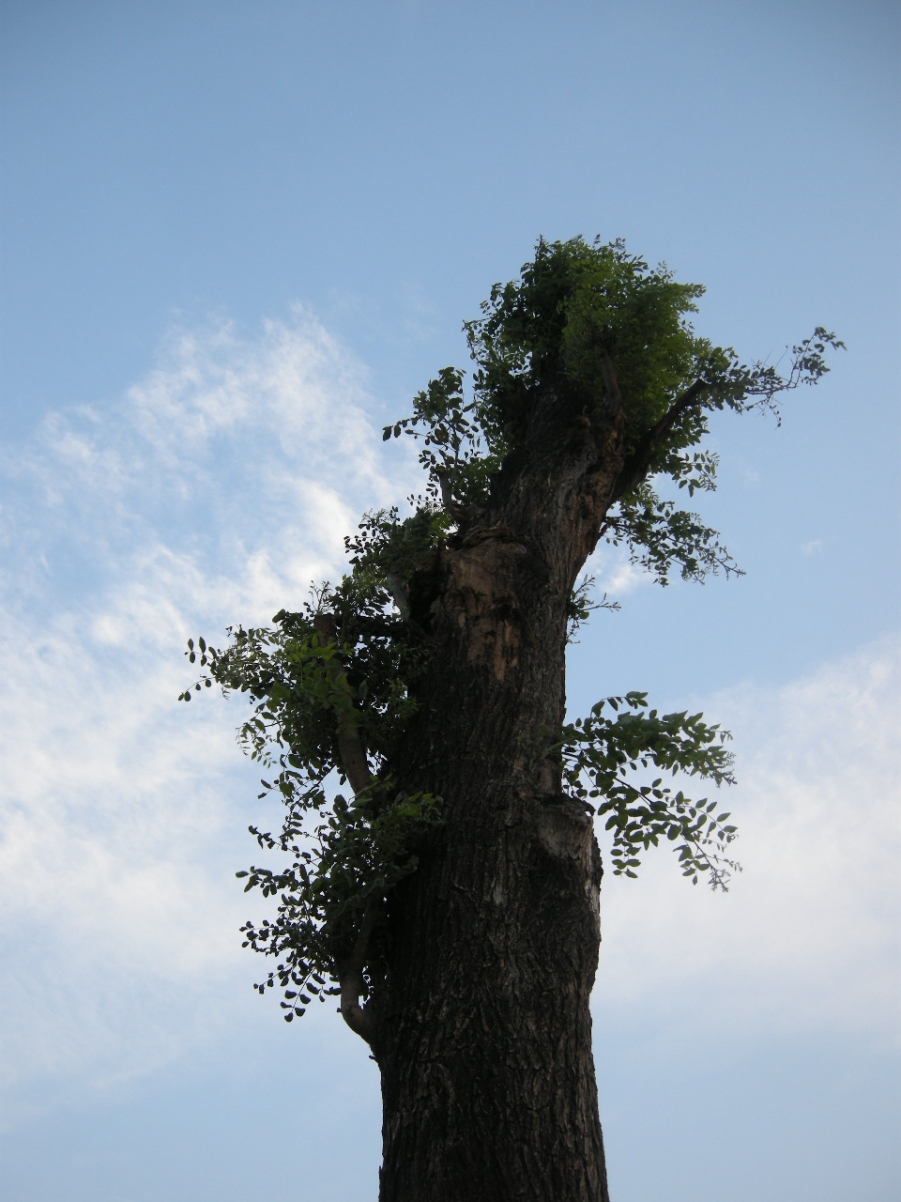 DSCN8153.JPG