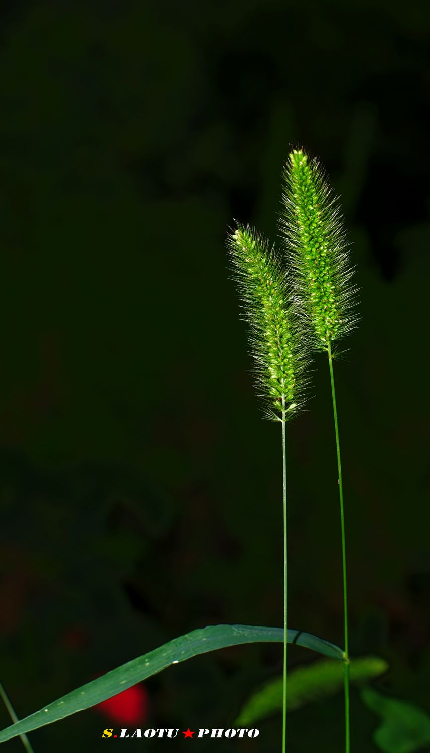 nEO_IMG_IMGP4622.jpg