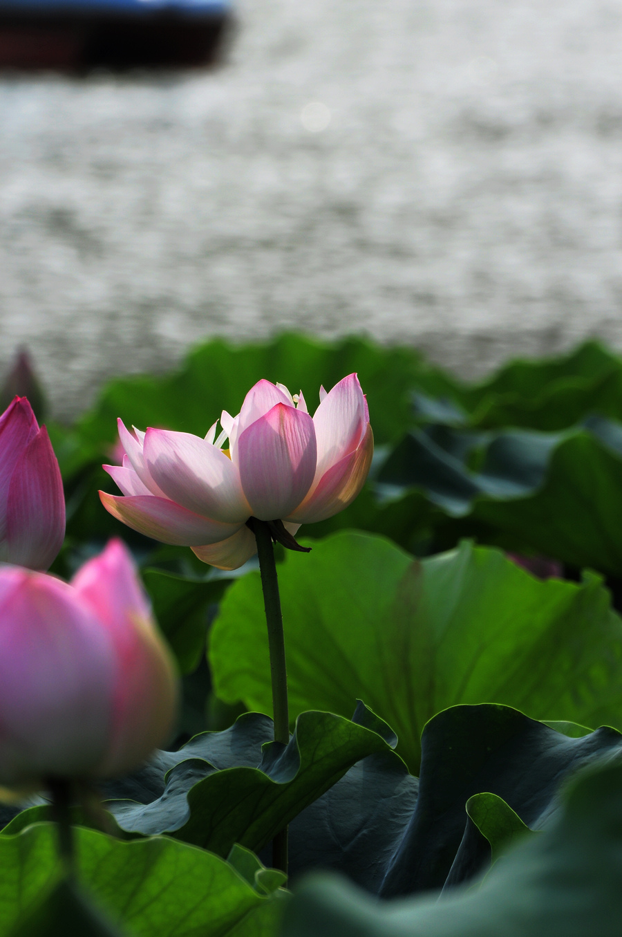 DSC_6184.JPG